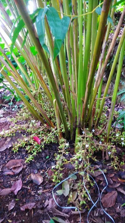 مونار Tea Drops Plantation Villa 0*,  الهند
