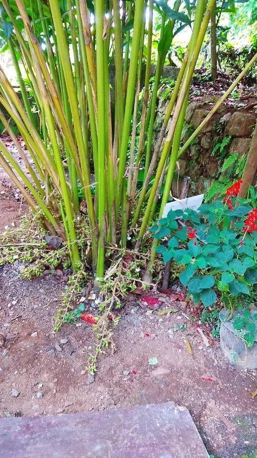 Bed & Breakfast Tea Drops Plantation Villa Munnar India
